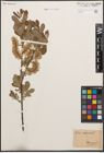 Foto von Salix cinerea L.